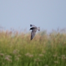 A small black bird flying over a marsh