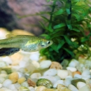 A silver fish with swollen abdomen and a smaller dark grey fish swimming directly below