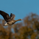 A large goose with wings spread; an orange beak and camouflaged breast feathers