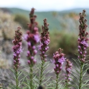 Conical purple flowers emerging from what looks like a rosemary branch in the mountains