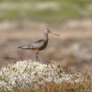 A dark brown and rust brown colored bird with dark slender legs and narrow orange and black beak