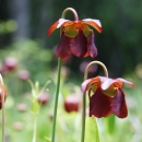 A wetland flower with tall stem that turns downward to allow a deep purple flower to hang