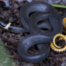 A black snake with yellow/orange belly and matching ring around it's neck