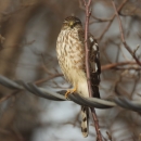 A large, white-breasted hawk with brown spots and wings in a cold environment