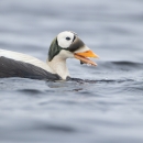 A swimming bird with a circle around it's eye, which looks like a spectacle