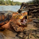 An orange-fleshed turtle on the bank of a river with it's mouth wide-open