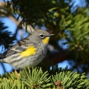 A grey and yellow bird perched in an evergreen tree