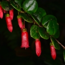 a bright red flower with green leaves