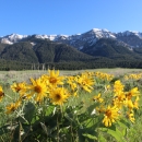 Yellow flowers in the foreground with snow capped mountains in the background under clear blue skies are shown in this picture.