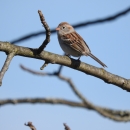 A bird with dark and light brown stripes on it's wings and grey cheek