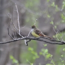 A small brown bird with white neck and yellow breast perched on a branch