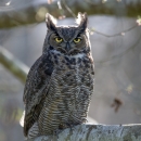 A large brown patterned owl with feathers like horns above each yellow eye, standing on a large tree branch