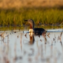 A bird with rust red throat, white breast, and grey head swimming