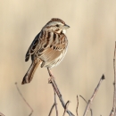 A brown and cream striped bird perched on a twig