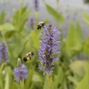 Two bees collect pollen from purple florets. 