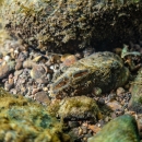 Lampsilis cardium mussel underwater with small and large stones surrounding on river bottom