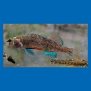 Watercress Darter fish in the water