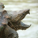 A close-up of a large turtle with rugged carapace and piked beak opened