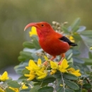 A ʻiʻiwi (scarlett honeycreeper) stands on a flower. It has bright red feathers and a long curved beak. Its wings are black and legs are orange. It stands on bright yellow flowers and is surrounded by green leaves. 