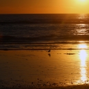 silhouette of coastline with birds walking by water
