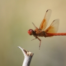 Close-up of red dragonfly hovering over a branch.
