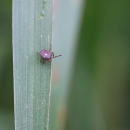 Close up of a purplish red female lone star tick on grass. 