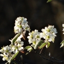 Multiple flowering small white petals on green and brown tree branch