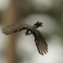 a bird flies away from the trunk of a tree
