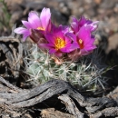 Colorado hookless cactus, a small green cactus with spines and distinctive purple and pink flowers with yellow center