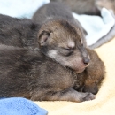 Two Mexican wolf pups asleep on a blanket