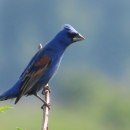 Blue bird with brown & black patterned wings sitting on a branch