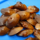 Cluster of James spiny mussels resting on a blue backdrop