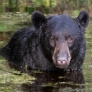 Large black bear with 3/4 of its body underwater in a Alligator River Refuge caNAL