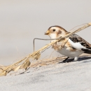 Small white brown and black bunting holding tan stalk of sea oats while standing ion sand .