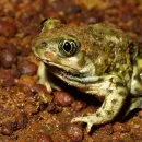 closeup of green frog sitting on brown rocks