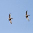 Two chimney swifts flying in the sky