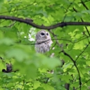 Barred owl perched on tree branch surrounded by green leaves and dark brown branches.. 