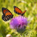 Two orange-black butterflies with black and white spots sit on a purple flower
