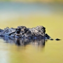 An alligator swims at Okefenokee Swamp