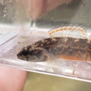 Mud darter
