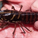 A Black Creek crayfish is held in a person's hand.