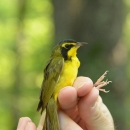 An image of a Kentucky Warbler held by a biologist.