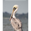 An image of the cover for the bird brochure.