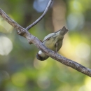 ʻAkikiki stands on a branch, bent over. It has pale greenish feathers.