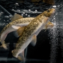 two fish in tank