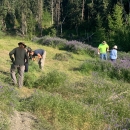 People clearing bird vetch from a field