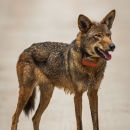 a red wolf standing on a dirt road