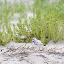 Image of a piping plover on the beach.