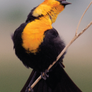 Bear River Migratory Bird Refuge General Brochure