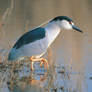 Fish Springs National Wildlife Refuge General Brochure